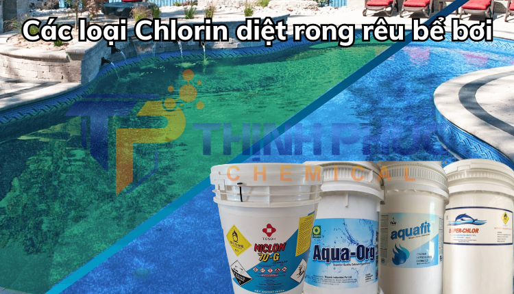 Xử dụng chlorin cá heo diệt rong rêu bể bơi