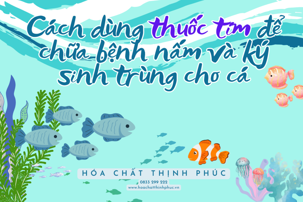 Cách dùng thuốc tím để chữa bệnh nấm và ký sinh trùng cho cá