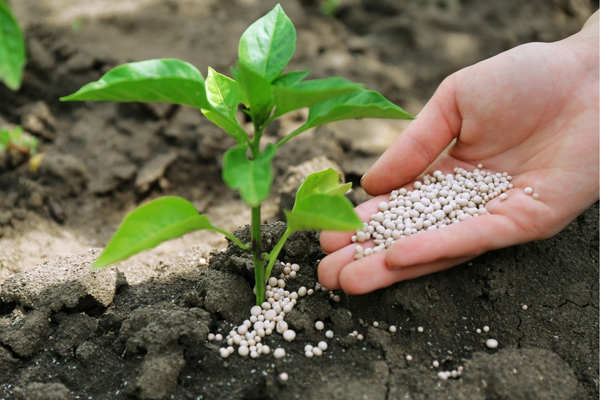 Ammonium nitrate đóng vai trò là một trong những loại phân bón quan trọng