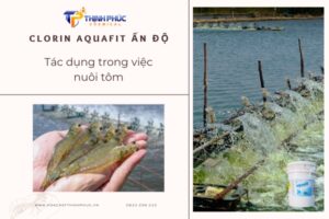 Tác Dụng Của Clorin Aquafit Ấn Độ Trong Nuôi Tôm